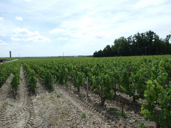 le Vignoble