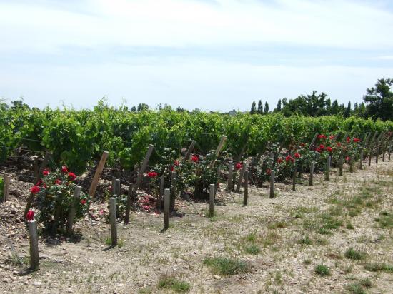 les vignes