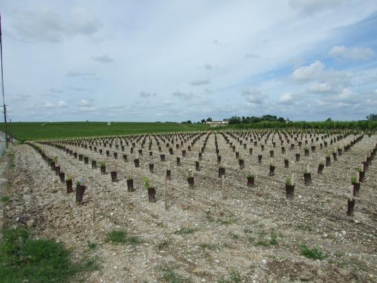 le Vignoble